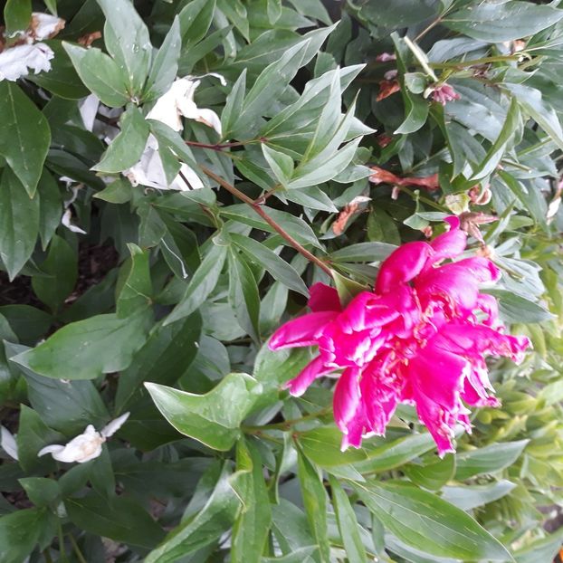  - Flori de grădină-2021