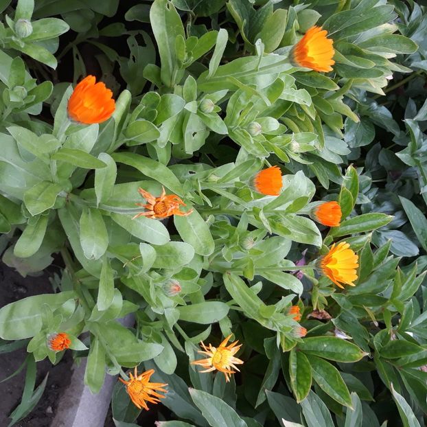  - Flori de grădină-2021