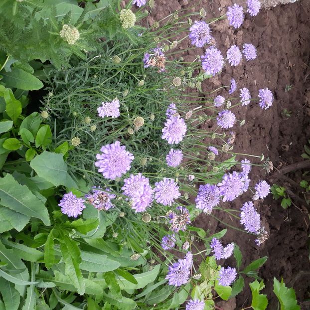  - Flori de grădină-2021