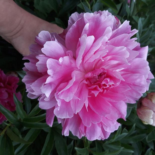  - Flori de grădină-2021