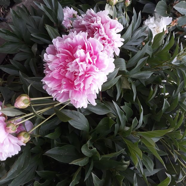  - Flori de grădină-2021