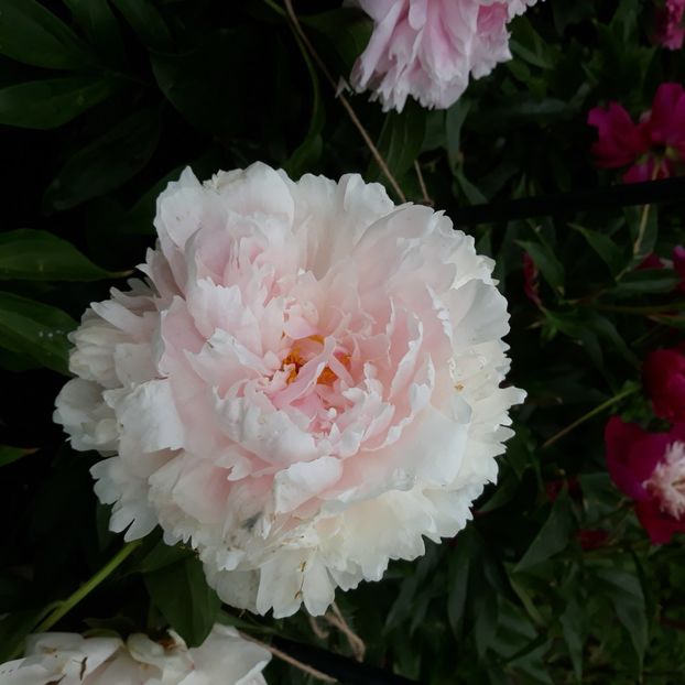  - Flori de grădină-2021