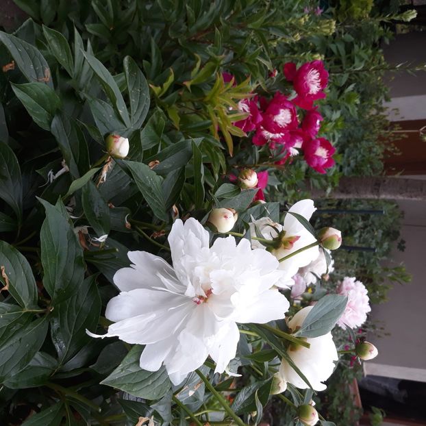  - Flori de grădină-2021