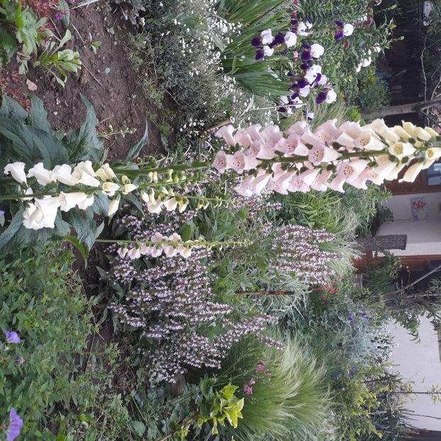  - Flori de grădină-2021