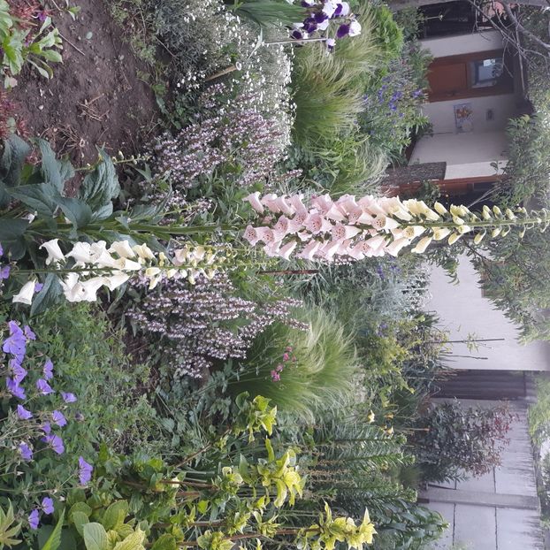  - Flori de grădină-2021