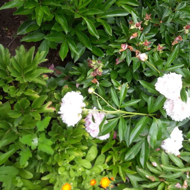  - Flori de grădină-2021