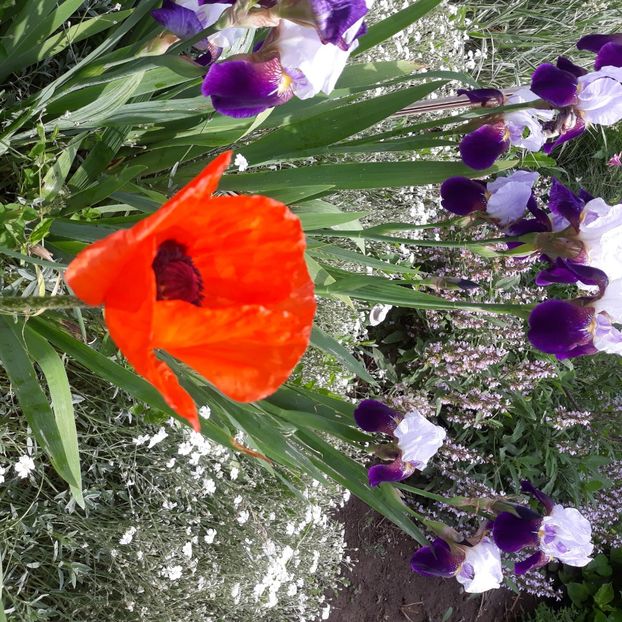  - Flori de grădină-2021