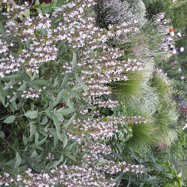  - Flori de grădină-2021