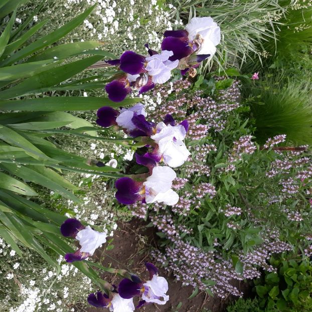  - Flori de grădină-2021