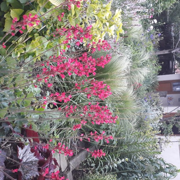  - Flori de grădină-2021