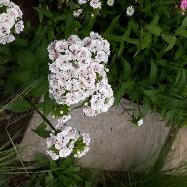  - Flori de grădină-2021