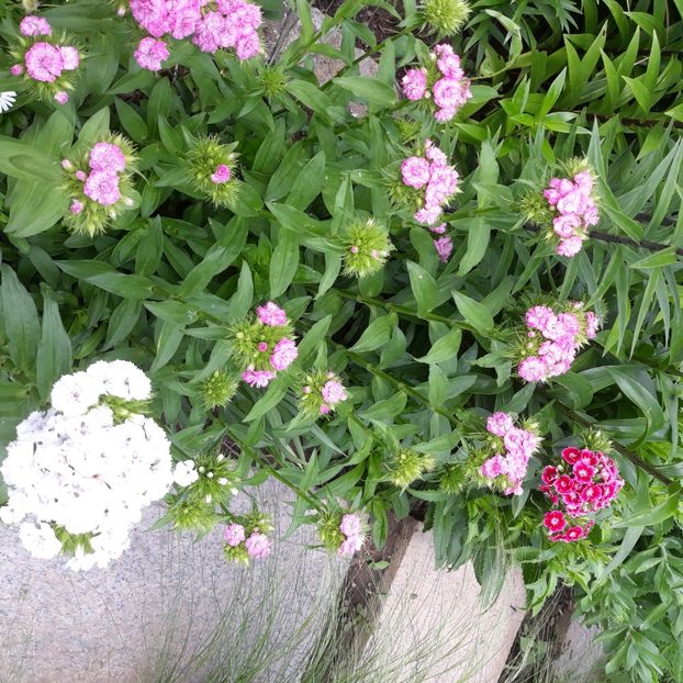  - Flori de grădină-2021