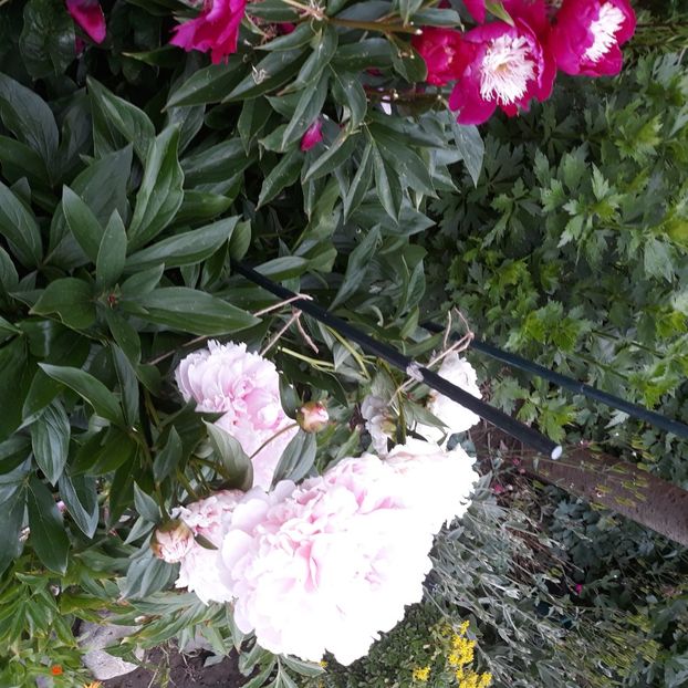  - Flori de grădină-2021