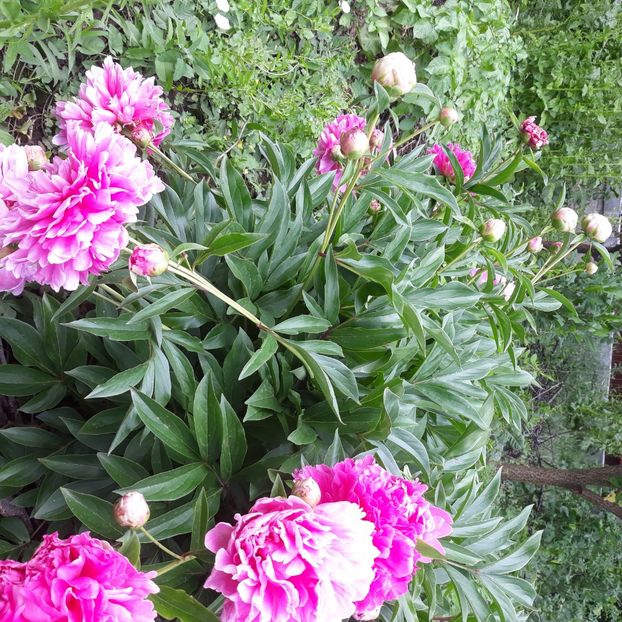  - Flori de grădină-2021