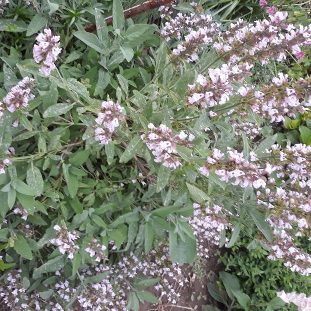  - Flori de grădină-2021