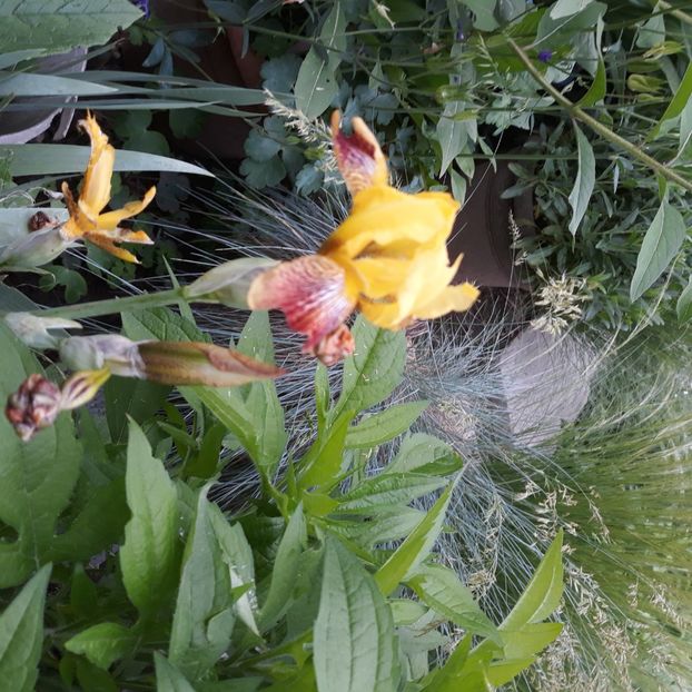  - Flori de grădină-2021