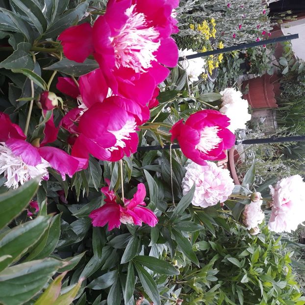  - Flori de grădină-2021