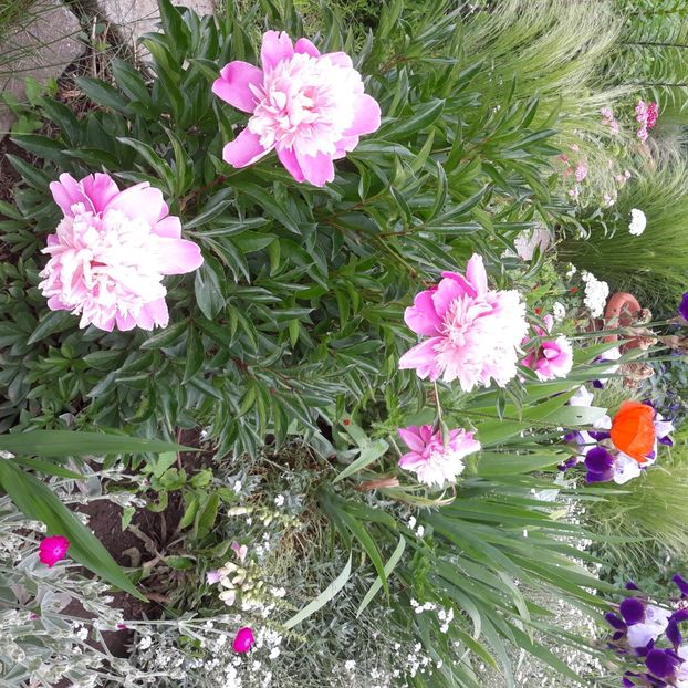  - Flori de grădină-2021