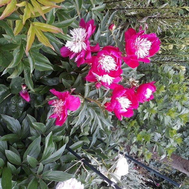  - Flori de grădină-2021