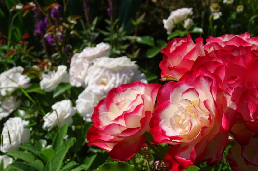  - Meilland -Jubile du Prince de Monaco