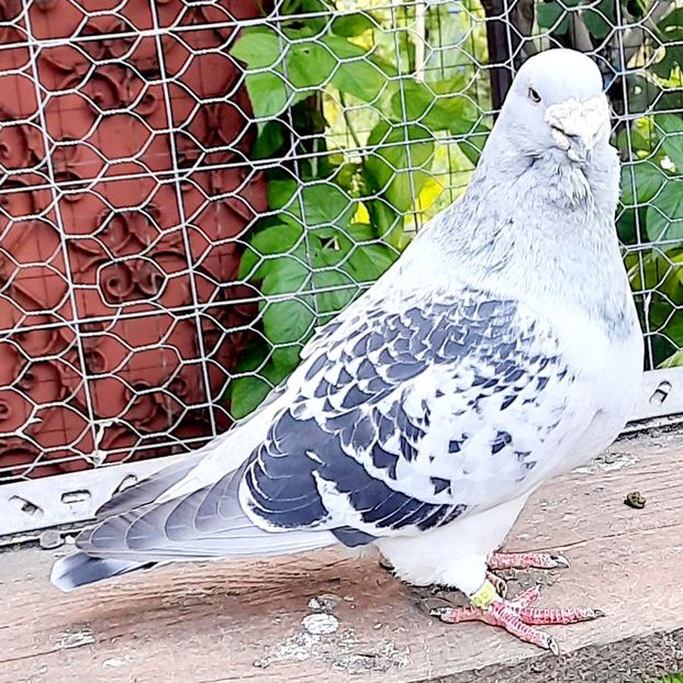  - Păsările mele