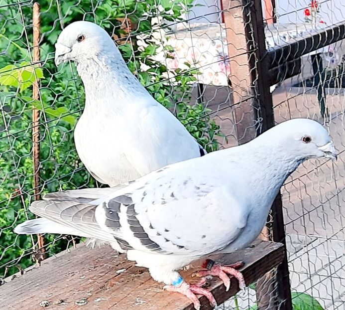 - Păsările mele