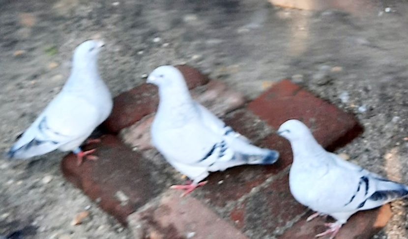  - Păsările mele