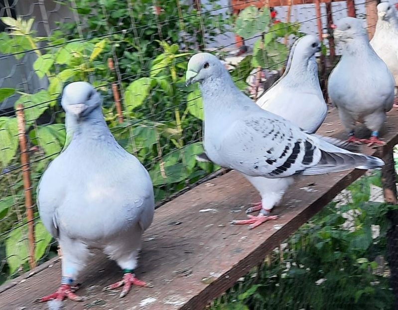  - Păsările mele