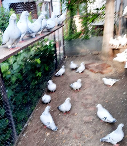  - Păsările mele