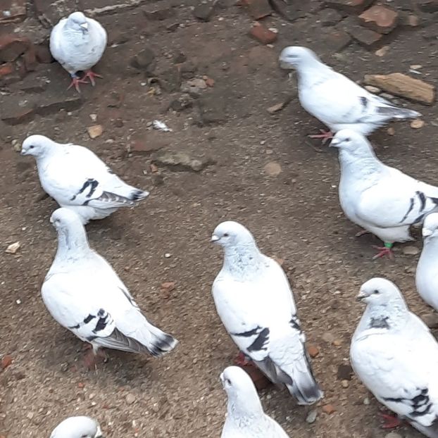  - Păsările mele