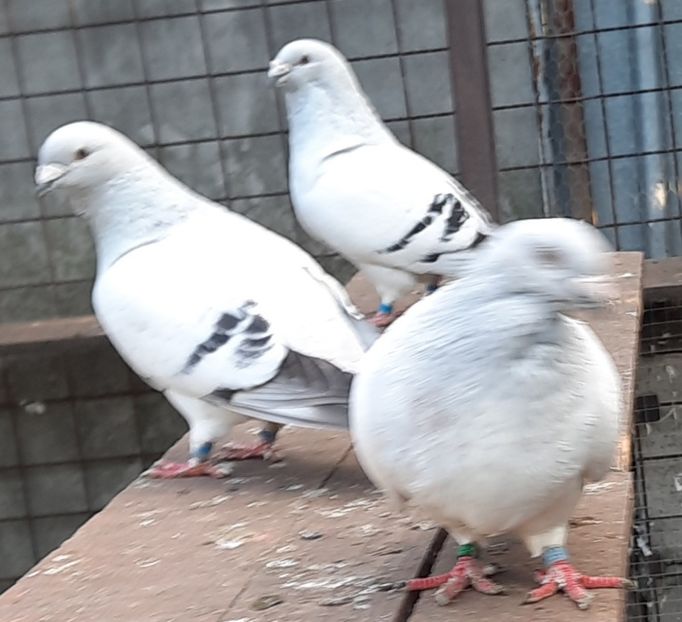  - Păsările mele