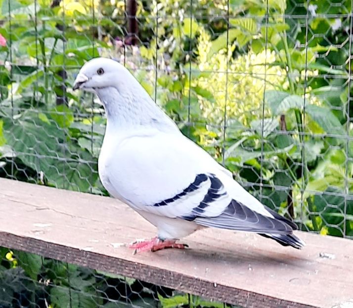 - Păsările mele