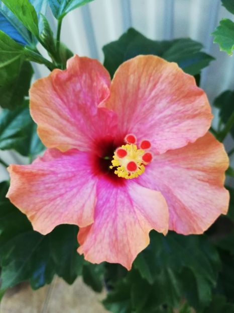  - Hibiscus No Id 10