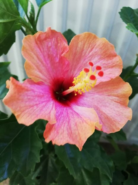  - Hibiscus No Id 10