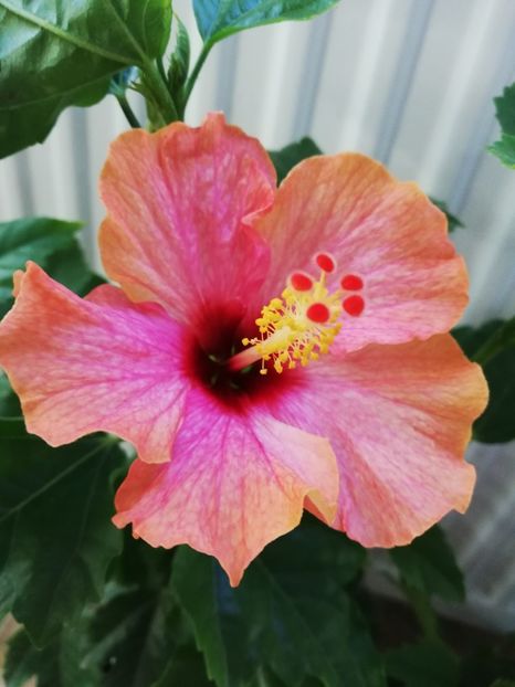  - Hibiscus No Id 10