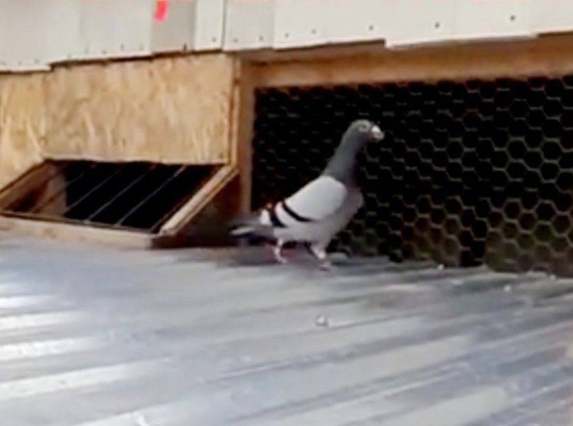 519 cel mai bun reproducator al meu - 2021