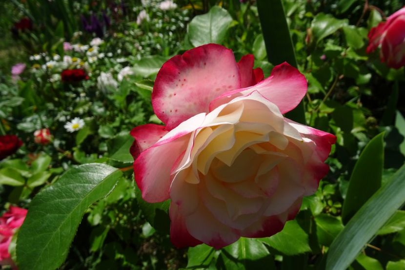  - Meilland -Jubile du Prince de Monaco