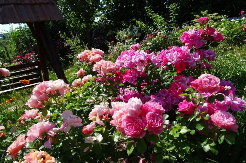  - The Pink Knock Out Rose