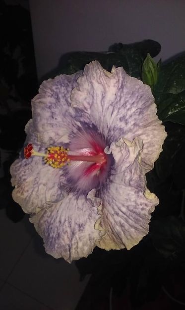 4A2B651C-D748-48F5-A9F5-08C500DE883C - Flori 2021