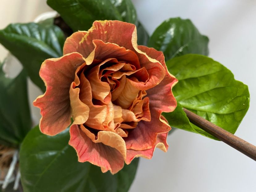 D9644118-05B1-4700-BCC5-4E41E31DF36A - Flori 2021
