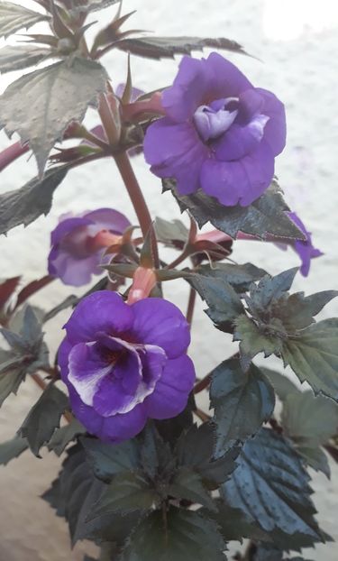  - 001 2021 - Fluffy Wambler