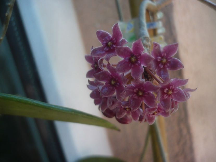 P1480577 - HOYA 2021-1