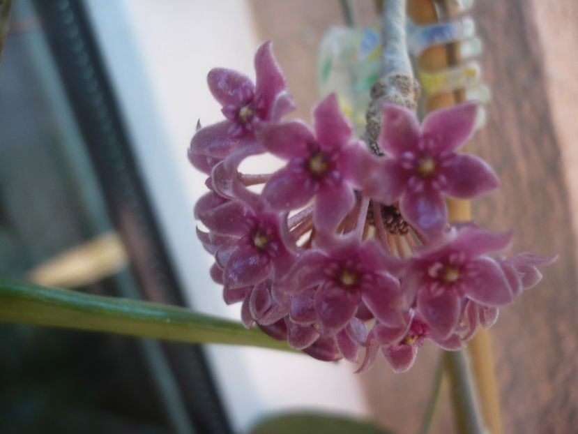 P1480578 - HOYA 2021-1