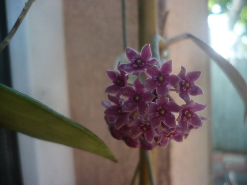 P1480579 - HOYA 2021-1