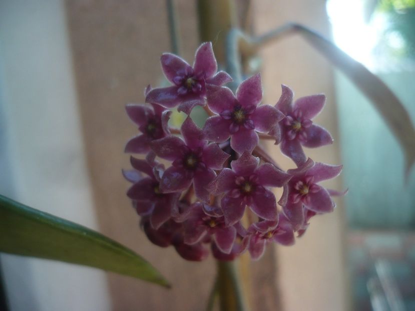 P1480580 - HOYA 2021-1