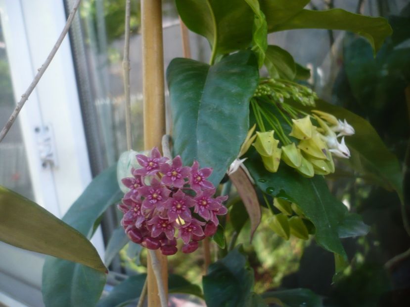 P1480582 - HOYA 2021-1