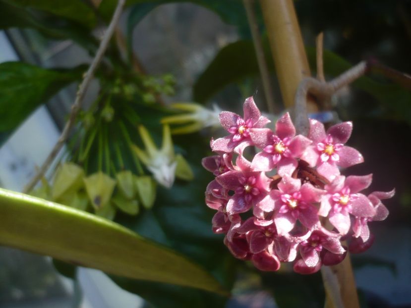 P1480585 - HOYA 2021-1