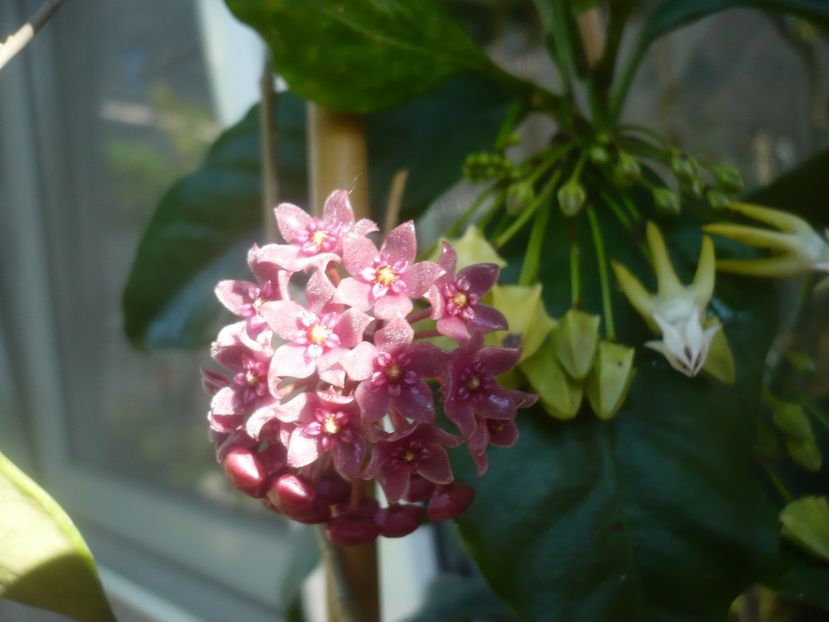 P1480586 - HOYA 2021-1