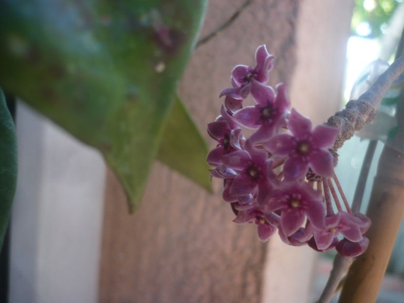 P1480587 - HOYA 2021-1