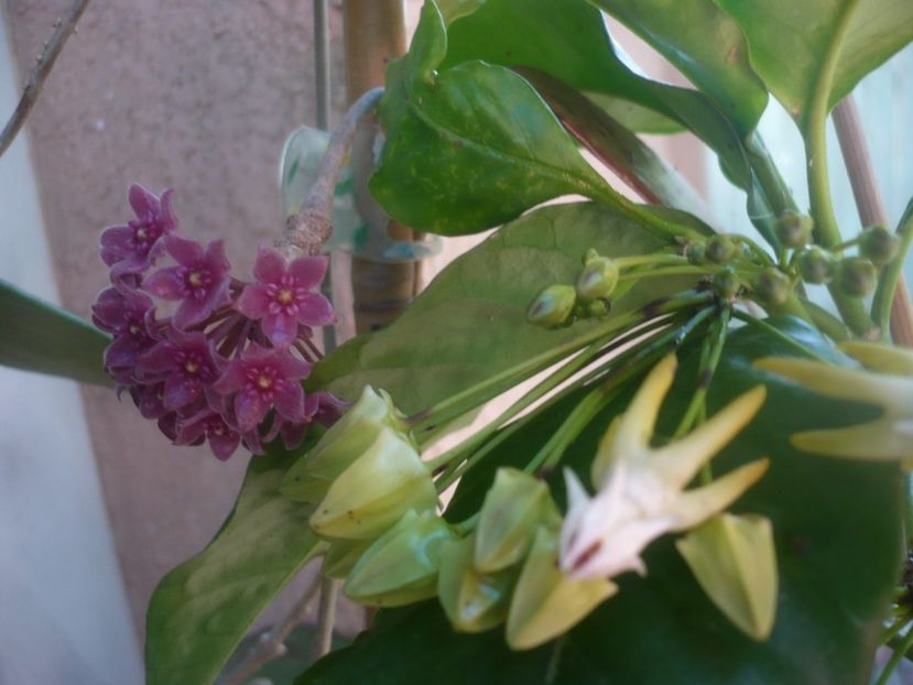 P1480588 - HOYA 2021-1